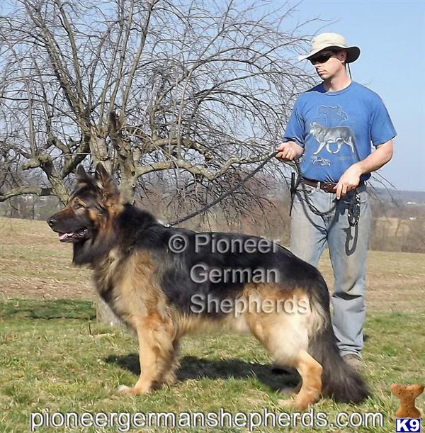 German Shepherd dog