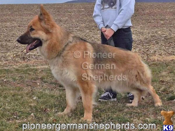 German Shepherd dog