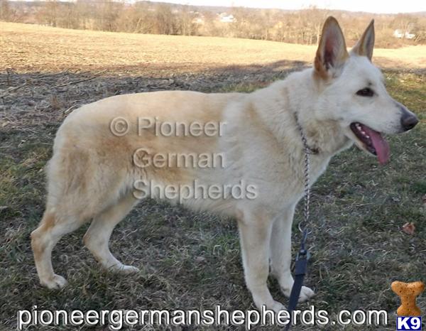 German Shepherd dog