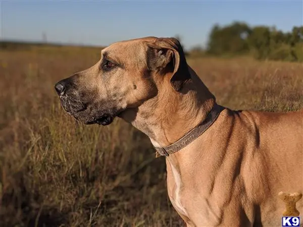 Great Dane stud dog