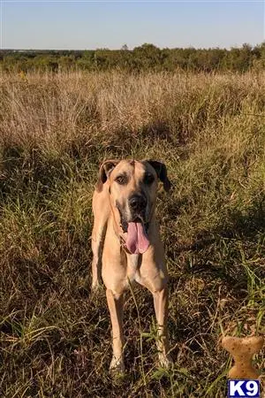 Great Dane stud dog