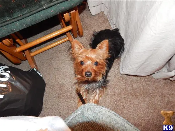 Yorkshire Terrier stud dog