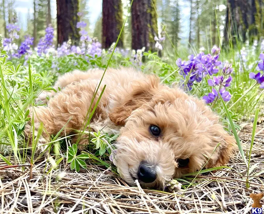 Maltipoo stud dog