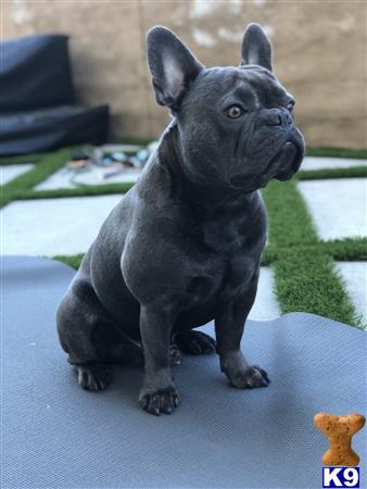 a small black french bulldog dog