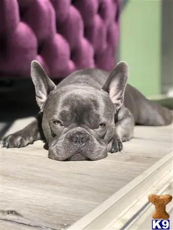 French Bulldog stud dog