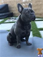 French Bulldog