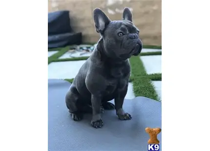 French Bulldog