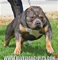 American Pit Bull stud dog: Muscular American Pit Bull with a blue and tan coat in grass