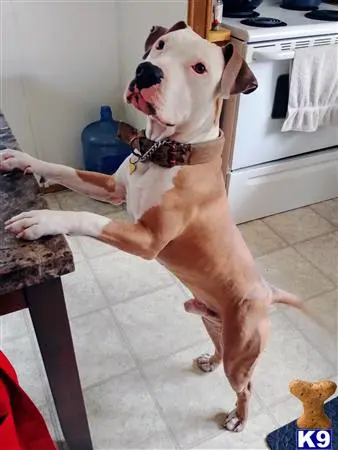 American Pit Bull stud dog