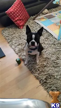 Boston Terrier stud dog