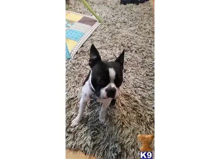 Boston Terrier