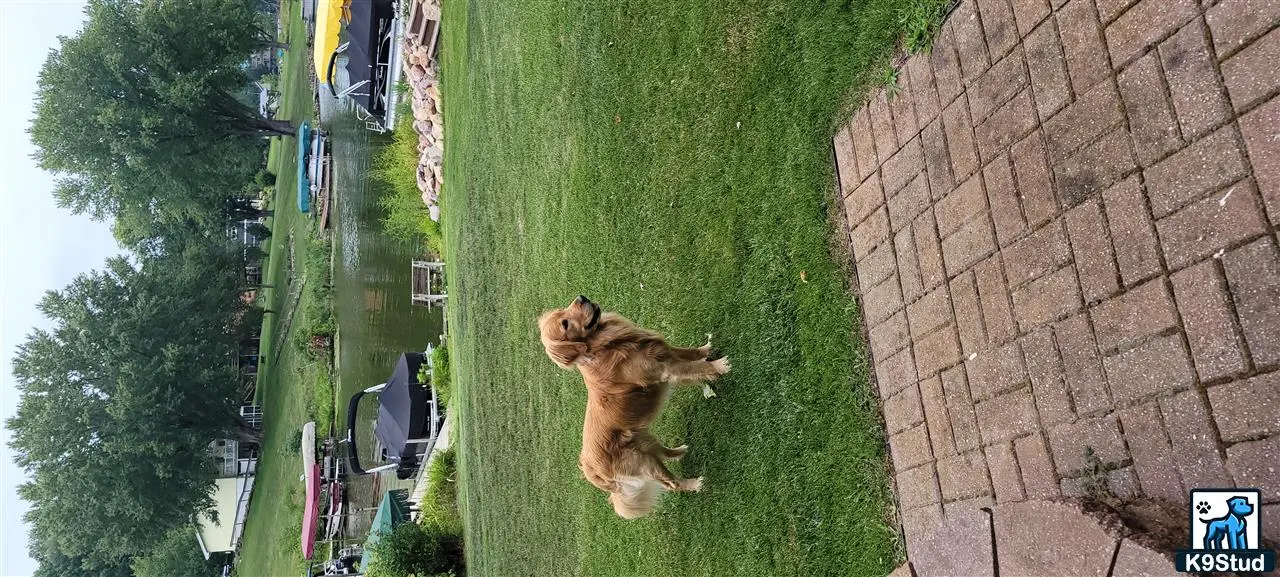 Golden Retriever stud dog