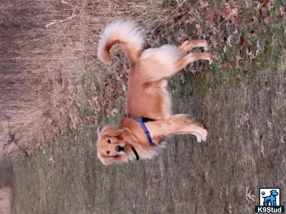 Golden Retriever stud dog