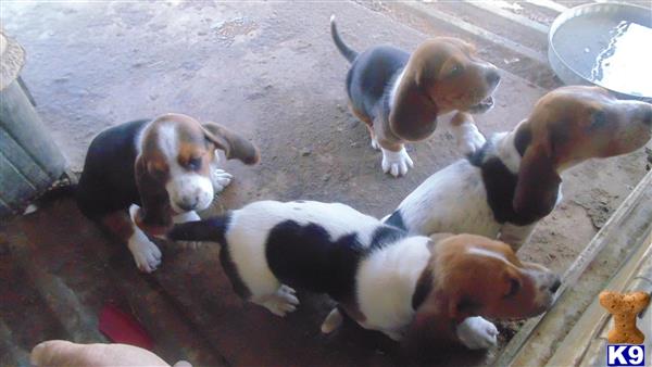 basset hound puppy posted by pjhall