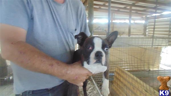 boston terrier puppy posted by pjhall