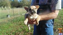 french bulldog puppy posted by pjhall