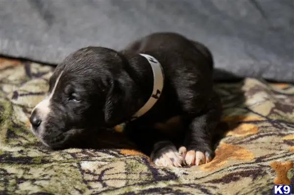 Great Dane puppy for sale