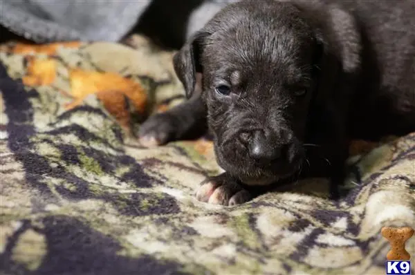 Great Dane puppy for sale