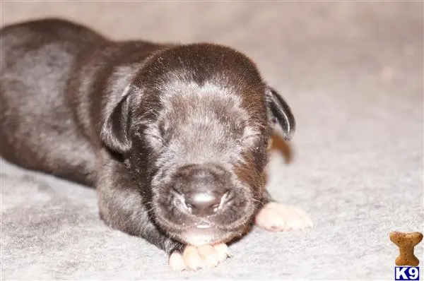 Great Dane puppy for sale