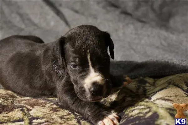 Great Dane puppy for sale