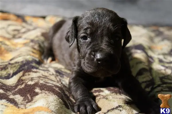 Great Dane puppy for sale