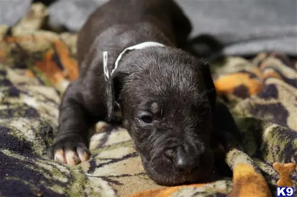 Great Dane puppy for sale