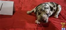 great dane puppy posted by pkyoung