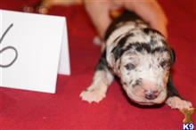 great dane puppy posted by pkyoung