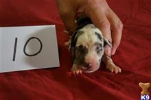 great dane puppy posted by pkyoung
