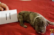 great dane puppy posted by pkyoung