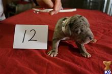 great dane puppy posted by pkyoung