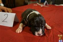 great dane puppy posted by pkyoung