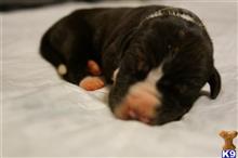 great dane puppy posted by pkyoung