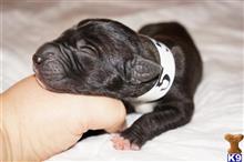 great dane puppy posted by pkyoung