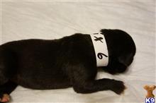 great dane puppy posted by pkyoung