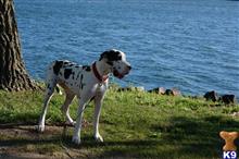 great dane puppy posted by pkyoung