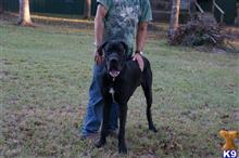 great dane puppy posted by pkyoung