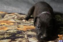 Great Dane