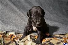 Great Dane