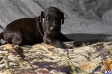 Great Dane