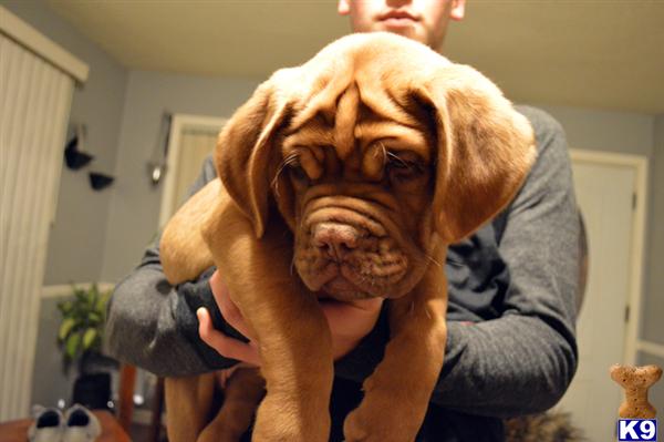 Dogue De Bordeaux