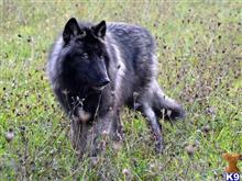 Wolf Dog