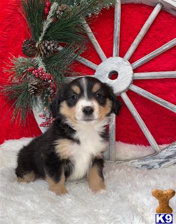 Miniature Australian Shepherd puppy for sale