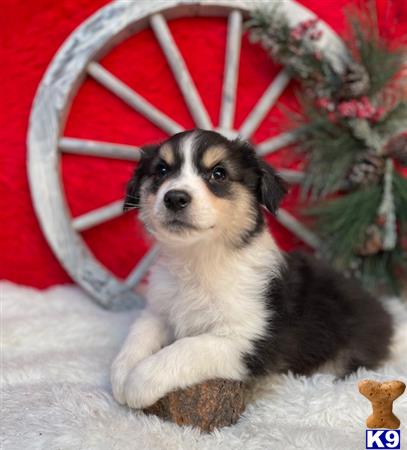 Miniature Australian Shepherd puppy for sale