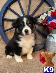 Miniature Australian Shepherd dog