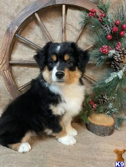 Miniature Australian Shepherd