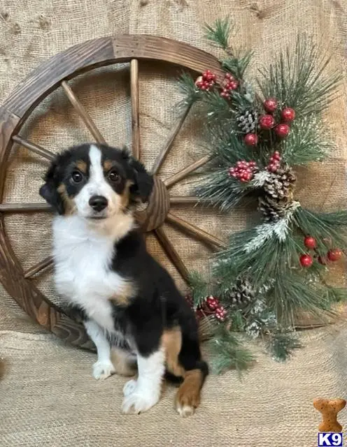 Miniature Australian Shepherd puppy for sale