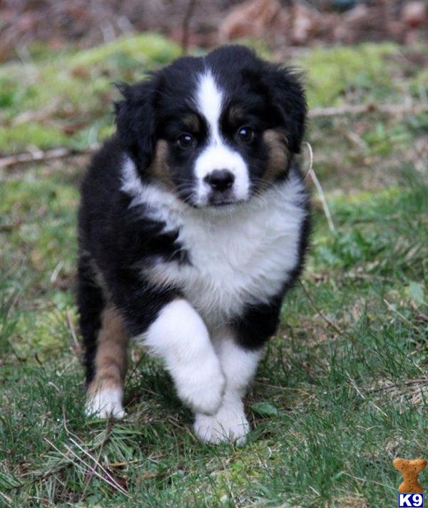 australian shepherd puppies for sale washington browse australian shepherd puppies for sale in washington breeds picture australian shepherd puppies for sale washington browse australian shepherd puppies for sale in washington breeds picture