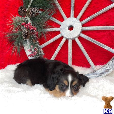 Miniature Australian Shepherd puppy for sale