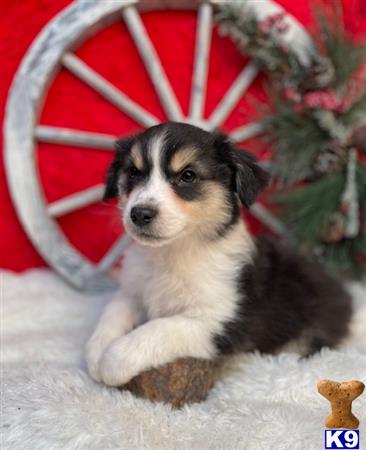 Miniature Australian Shepherd puppy for sale